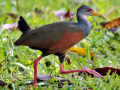 Grey-necked wood rail in Costa Rica