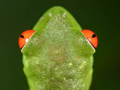 Red-eyed tree frog in Costa Rica.