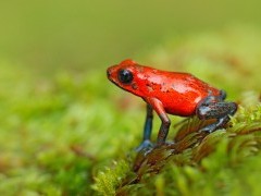 Red strawberry poison dart frog in Costa Rica