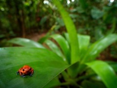 Red strawberry poison dart frog in Costa Rica