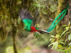 Resplendent quetzal in Costa Rica