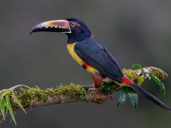 Collared aracari in Costa Rica