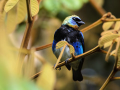 Gold-hooded tanager in Costa Rica