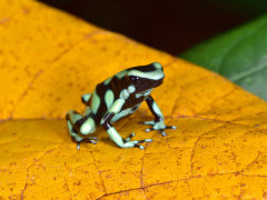Green and black poison dart frog in Costa Rica