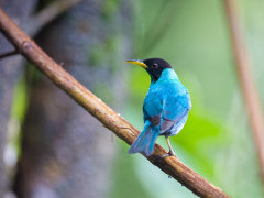 Green honeycreeper in Costa Rica
