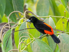 Scarlet-rumped tanager in Costa Rica