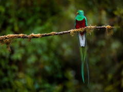 Resplendent quetzal in Costa Rica