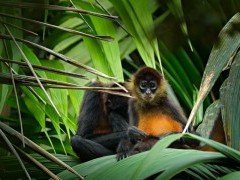 Spider monkey in Costa Rica