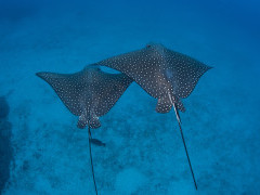 Spotted eagle rays in Costa Rica