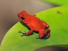 Strawberry dart frog in Costa Rica