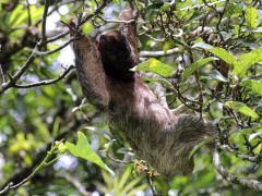 Three-toed sloth in Costa Rica