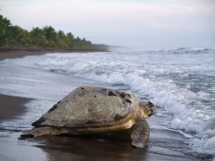 Turtle in Tortuguero National Park, Costa Rica