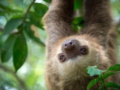 Two-toed sloth in Costa Rica
