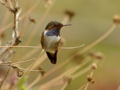 Volcano hummingbird in Costa Rica.