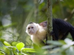 White-faced capuchin in Costa Rica