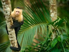 White-faced capuchin in Costa Rica