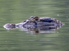 Black caiman in Napo River Basin, Ecuador