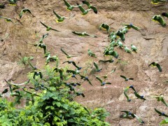 Parrot clay lick in Napo River Basin, Ecuador