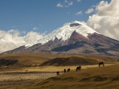 Wild horses in front of Cotopaxi volcano in Ecuador