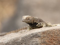Lava lizard in the Galapagos Islands