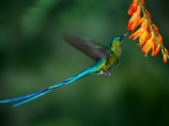 Long-tailed slyph in the Amazon, Ecuador