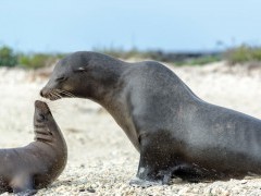 Galapagos sea lion in the Galapagos Islands