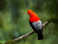 Andean cock of the rock in Ecuador