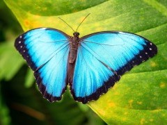 Blue morpho butterfly