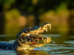Caiman