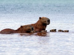 Capybara in Ecuador