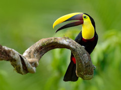 Chestnut-mandibled toucan in Ecuador
