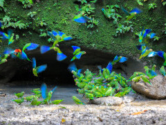 Cobalt-winged parakeet and orange-cheeked parrot in Ecuador