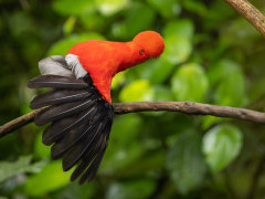 Cock of the rock in Ecuador