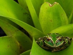Ecuadorian Andes frog.