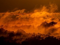 Ecuadorian lowland rainforest.