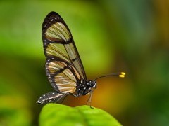 Giant glasswing butterfly in Ecuador