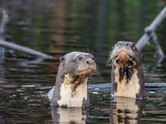 Giant river otter in Ecuador