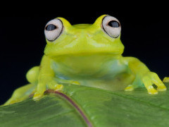 Glass frog in the Amazon, Ecuador