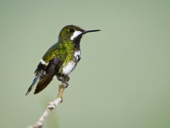 Green thorntail in Mindo, Ecuador.