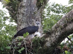 Harpy eagle in Ecuador