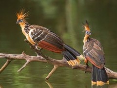 Hoatzin in Ecuador
