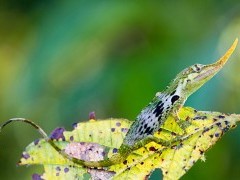 Horned anole.