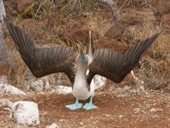 Blue-footed_booby in the Galapagos Islands