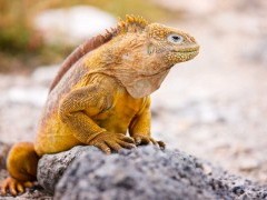 Land iguana in the Galapagos Islands