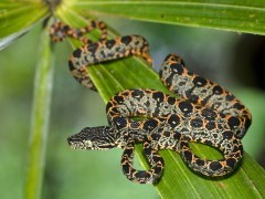Juvenile Amazon tree boa.