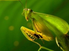 Leaf-mimicking mantis.
