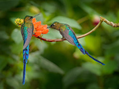 Long-tailed slyph in the Amazon, Ecuador