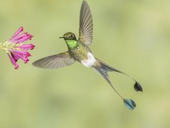 Male booted racket-tail hummingbird in Ecuador