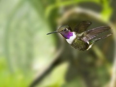 Male purple-throated woodstar hummingbird in flight in Ecuador
