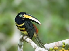 Many-banded aracari in Napo river, Ecuador.